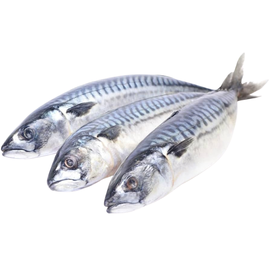 Frozen Mackerel x20Kg
